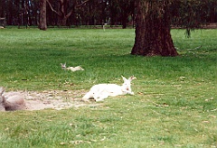 2000 - Australie 098T
